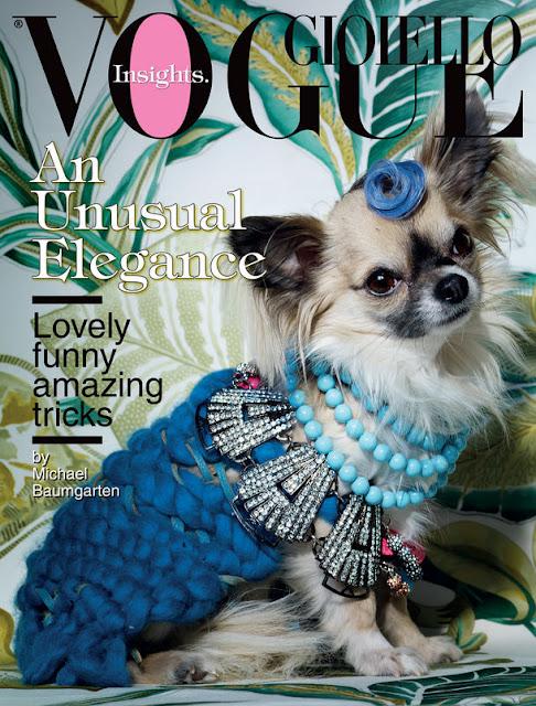 Les chihuahuas Fashion et Overdressed dans Vogue Magazine !