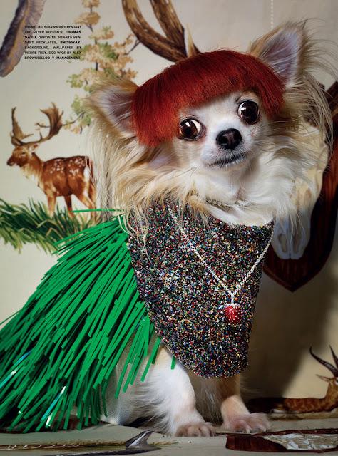 Les chihuahuas Fashion et Overdressed dans Vogue Magazine !