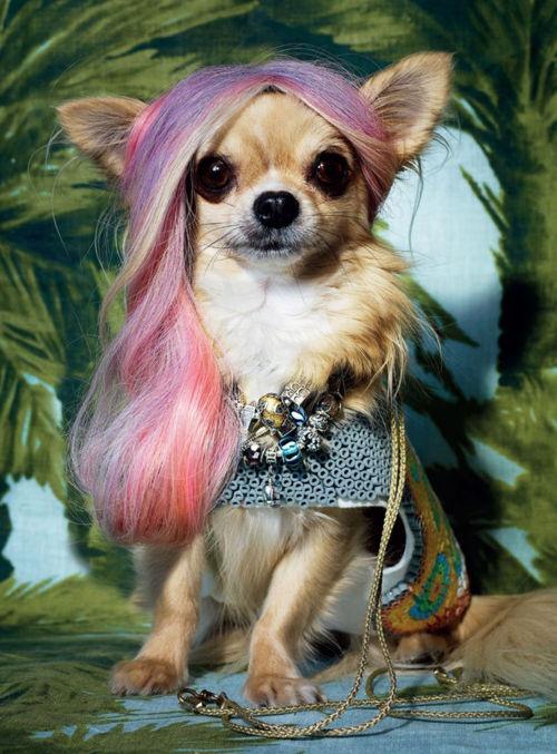 Les chihuahuas Fashion et Overdressed dans Vogue Magazine !