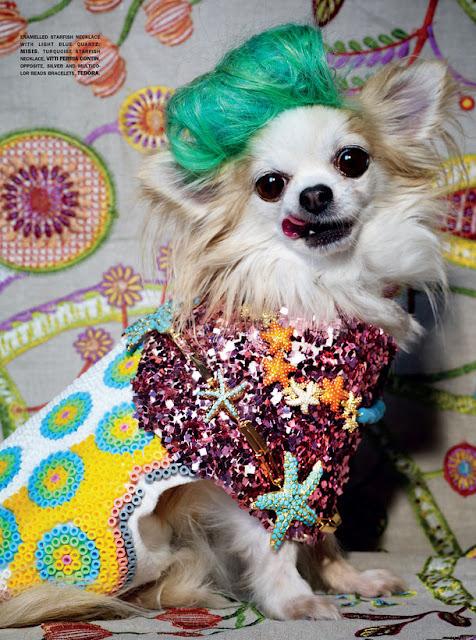 Les chihuahuas Fashion et Overdressed dans Vogue Magazine !