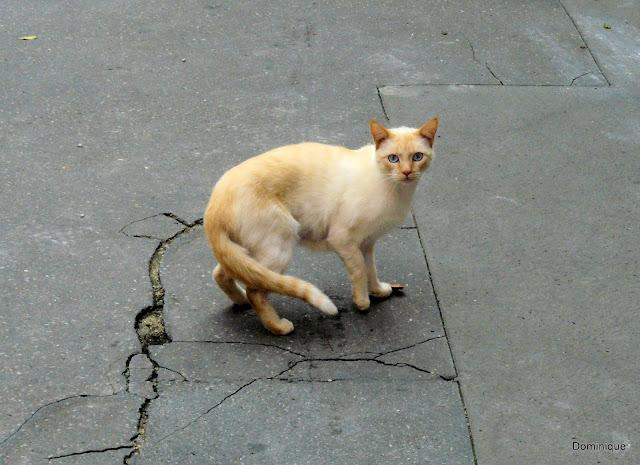 Chats de Trentemoult