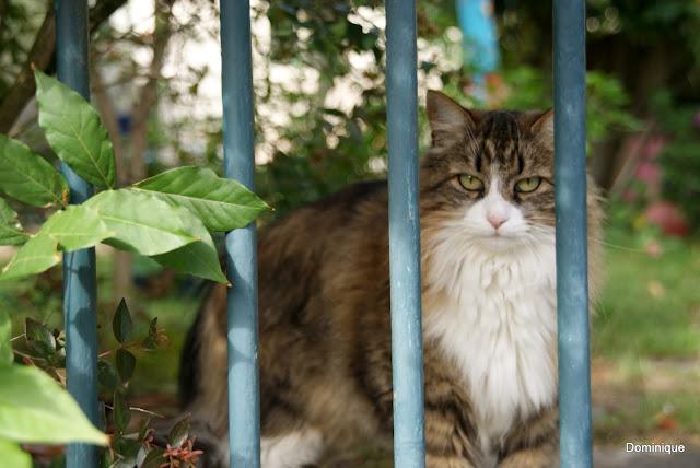 Chats de Trentemoult