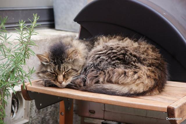 Chats de Trentemoult