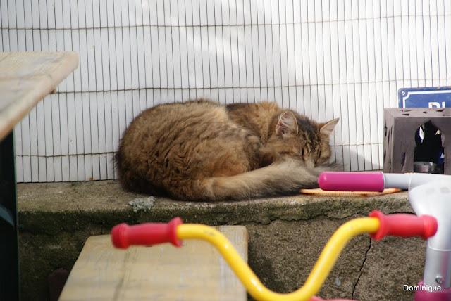 Chats de Trentemoult