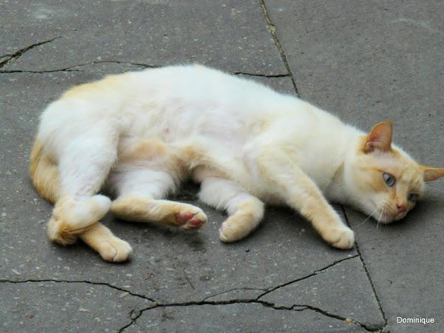 Chats de Trentemoult