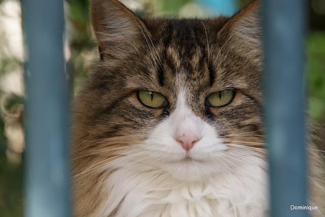 Chats de Trentemoult