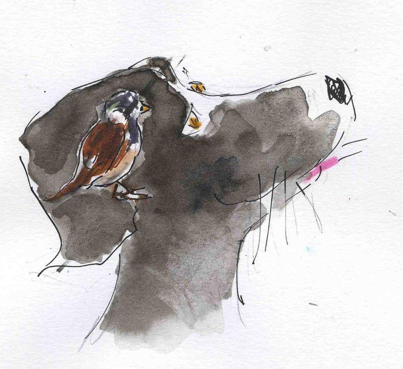 125) cervelle oiseau