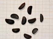 Semis Diospyros lotus