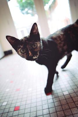 carrelage de cuisine