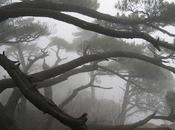 balancent frémissent