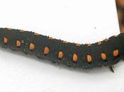 larve ressemblant méprendre chenille...