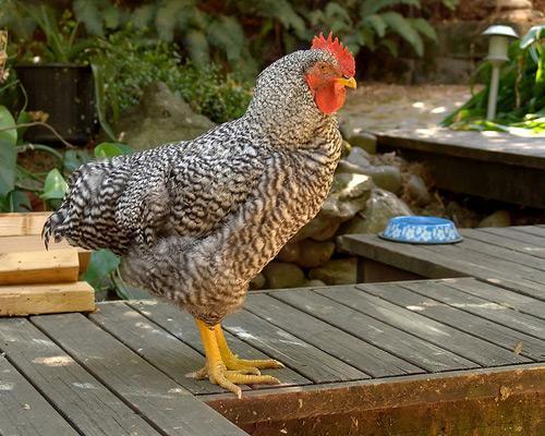 Quand l’Arabie saoudite s’enflamme pour le…poulet !