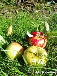 Cueillette de fruits et de légumes en plein champ