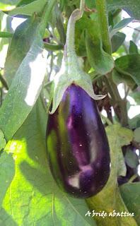 Cueillette de fruits et de légumes en plein champ