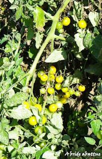 Cueillette de fruits et de légumes en plein champ