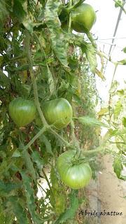 Cueillette de fruits et de légumes en plein champ