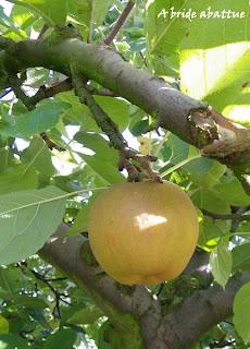 Cueillette de fruits et de légumes en plein champ