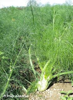 Cueillette de fruits et de légumes en plein champ