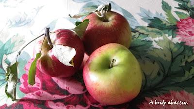 Cueillette de fruits et de légumes en plein champ