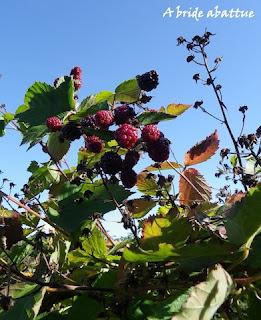Cueillette de fruits et de légumes en plein champ