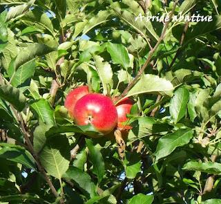 Cueillette de fruits et de légumes en plein champ