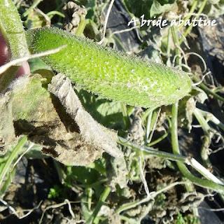 Des cornichons ... français et au vinaigre évidemment