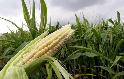 Toxicité des OGM : le charlatanisme décortiqué