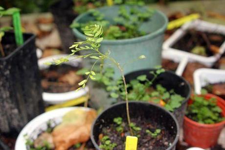 gleditsia japonica 7 oct 2012 001.jpg