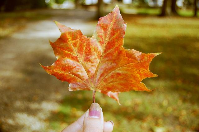 leaf autumn