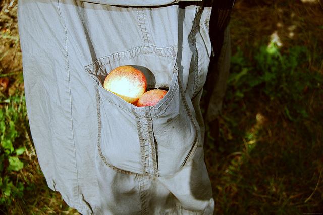apple pocket