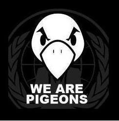 Pourquoi les pigeons se sont fait pigeonner.