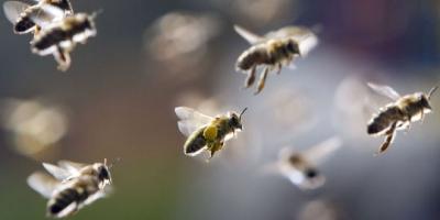 abeilles,apiculture,déchets,méthane,énergies renouvelables,développement durable,pollution