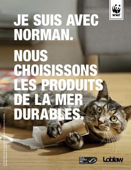 Norman-WWF-chat-peche-campagne-publicite-ong-video