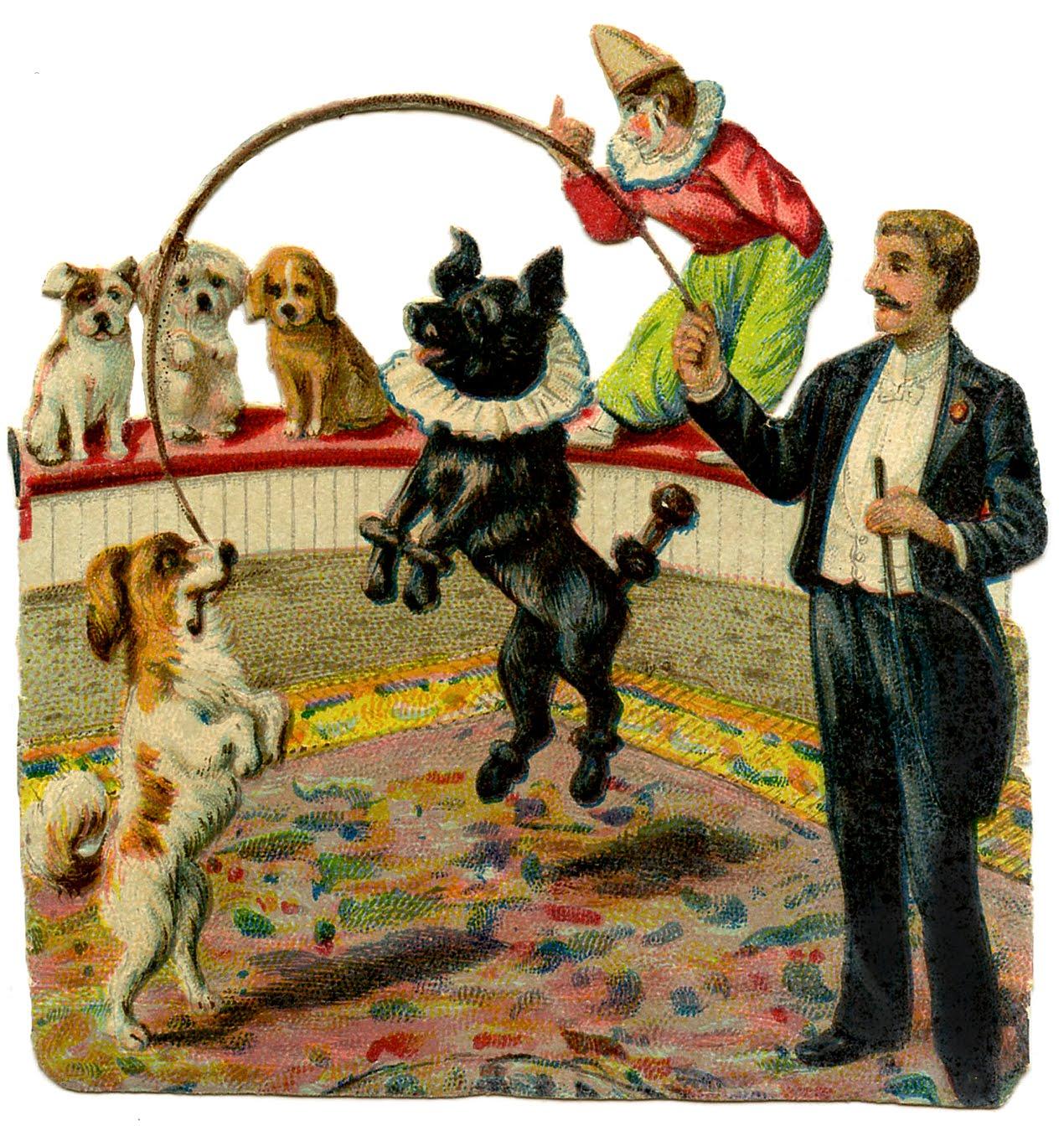Les chiens du cirque en quelques images !
