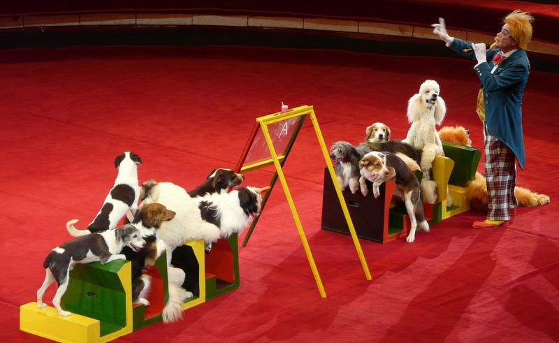 Les chiens du cirque en quelques images !
