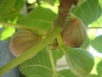 Confiture de Figues du Jardin !