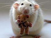 Petite souris t’es dispo cette nuit?