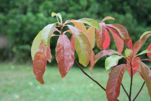 2 franklinia alatamaha gb 6 oct 2012 177 (5).jpg