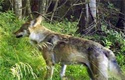Loup : autorisation de tir de défense dans les Vosges