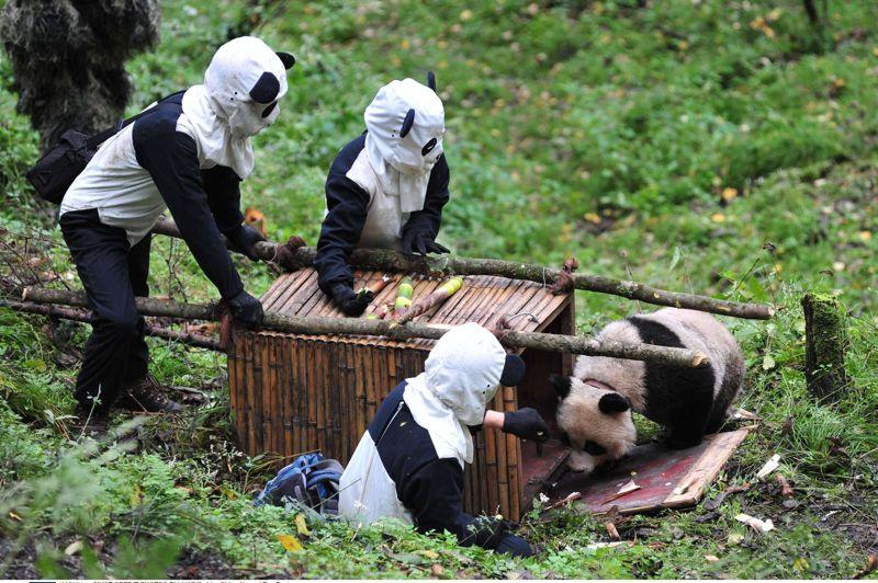 Weekend d'intégration. Tao Tao, un panda géant né au centre de conservation d'Hetaoping, situé dans la réserve naturelle de Wolong, en Chine, a eu droit à des déménageurs très personnalisés ce lundi: pour le transférer dans une forêt à proximité, le panda, âgé de 26 mois, a été escorté par des soigneurs en tenue de circonstance. Sa maman, Cao Cao, était avec lui. Ce changement d'environnement fait partie d'une série de tests afin que l'animal apprenne à vivre dans des conditions proches de celles du milieu naturel et où les contacts avec l'homme sont quasi inexistants. Il s'agit d'un programme de formation jalonné de grandes étapes où les difficultés deviennent croissantes et surtout se rapprochent de plus en plus de ce que Tao Tao pourra trouver dans la nature une fois qu'il aura été relâché.