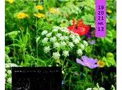 Sortir Journées Plantes Courson, Octobre 2012