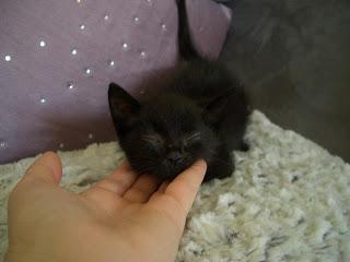 Appelez-moi Brigitte.