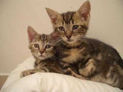 Appelez-moi Brigitte.