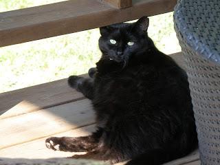 Petits animaux à Deux- Montagnes...