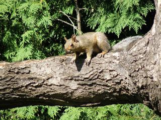 Petits animaux à Deux- Montagnes...