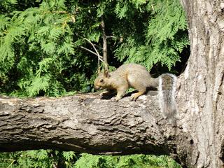 Petits animaux à Deux- Montagnes...