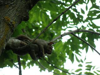 Petits animaux à Deux- Montagnes...