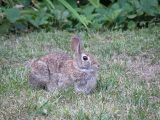 Petits animaux à Deux- Montagnes...