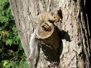 Petits animaux à Deux- Montagnes...