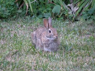 Petits animaux à Deux- Montagnes...